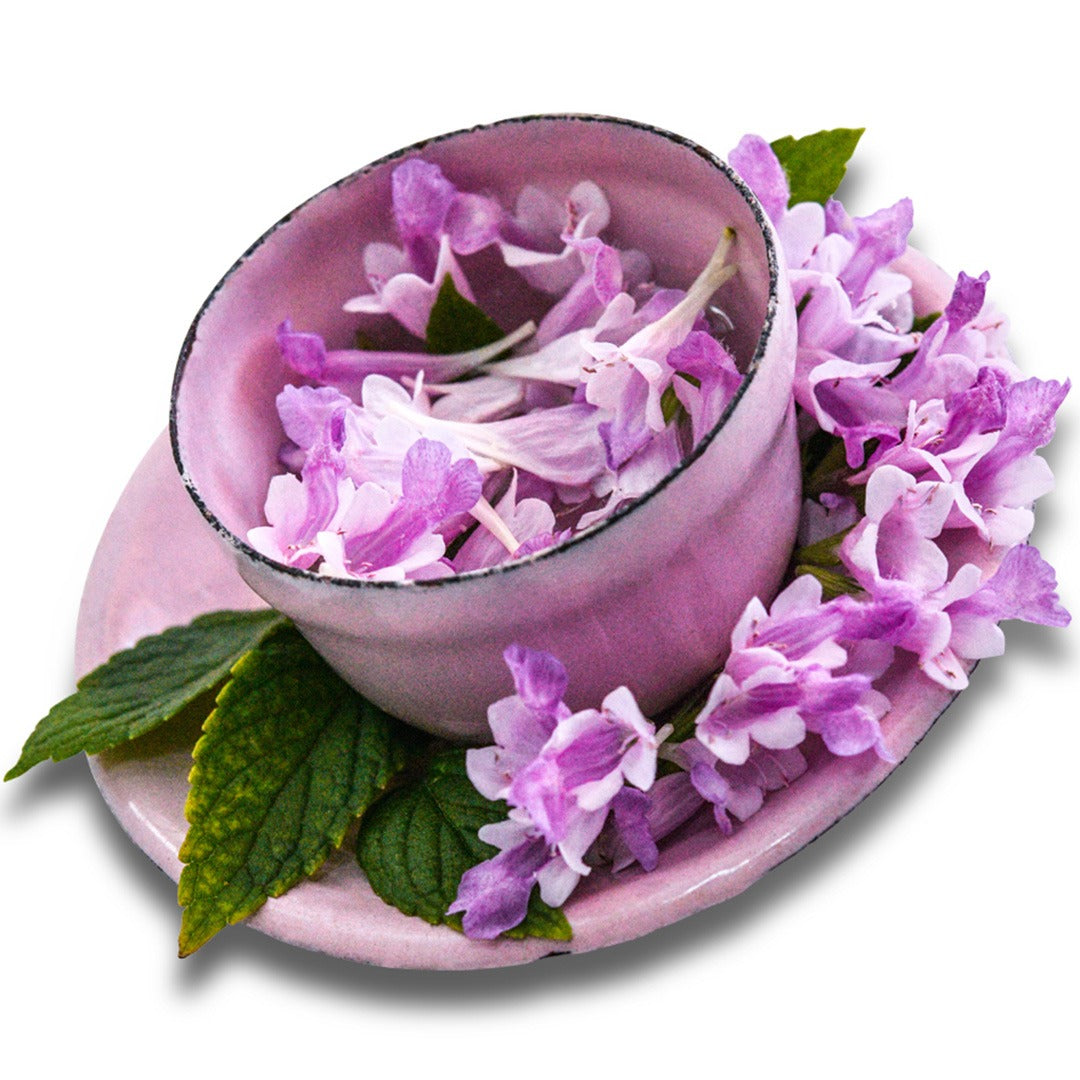 Pink Panther Catmint in a pink mug on a white background.