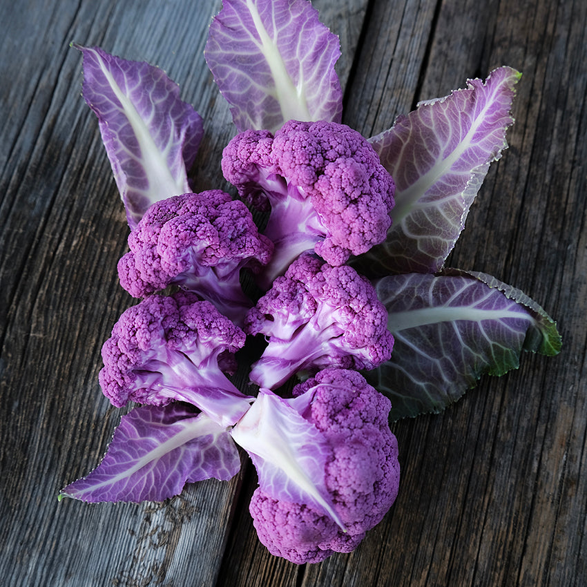 Purple of Sicily Cauliflower with foliage. Image Courtesy of Lucy Hutchins.