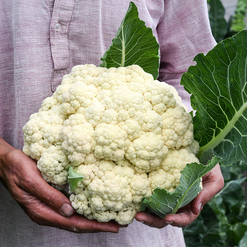 Large Rober Cauliflower head being held by a gardener in the greenhouse.