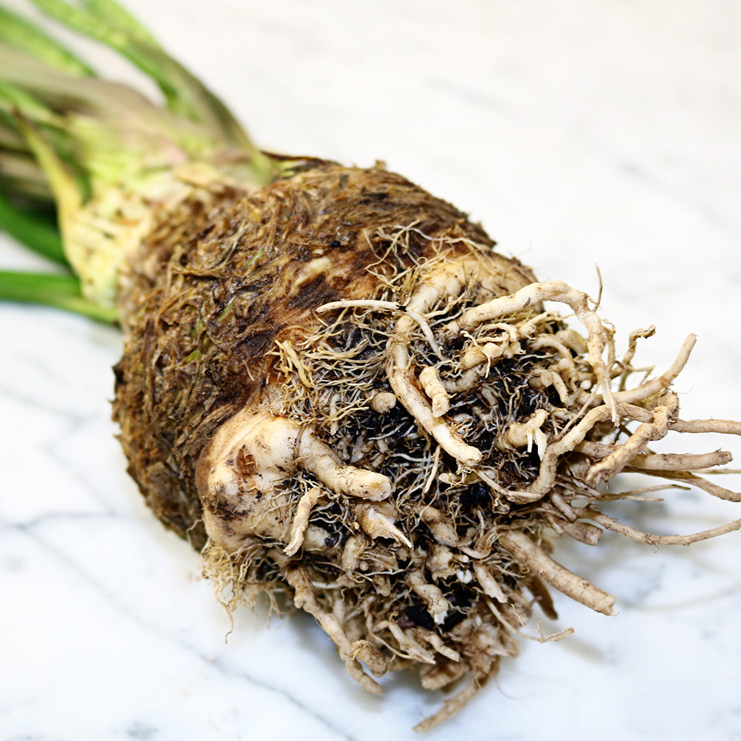 A single head of Giant Prague Celeriac on a white marble countertop.