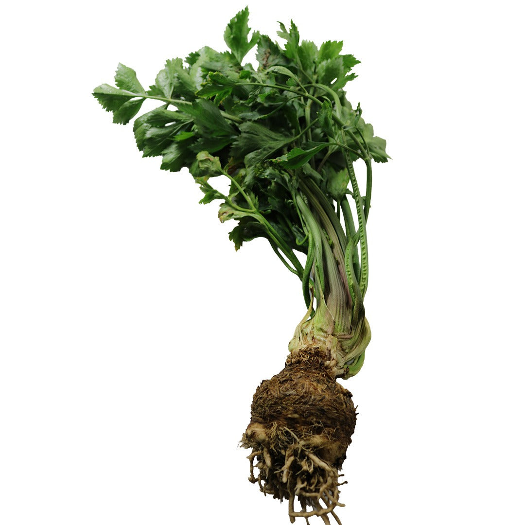 Giant Prague Celeriac on a white background.