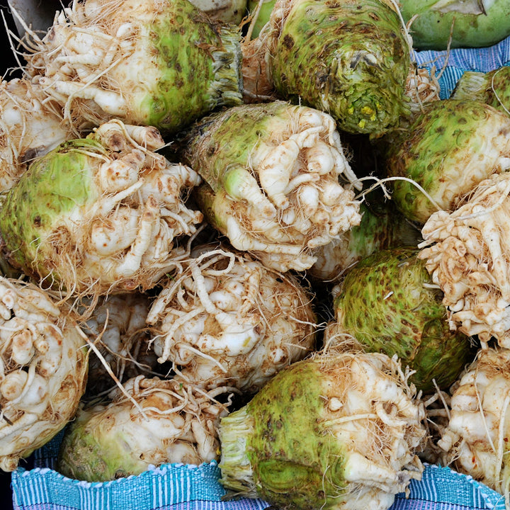 A pile of Giant Prague Celeriac roots on a blue cloth.
