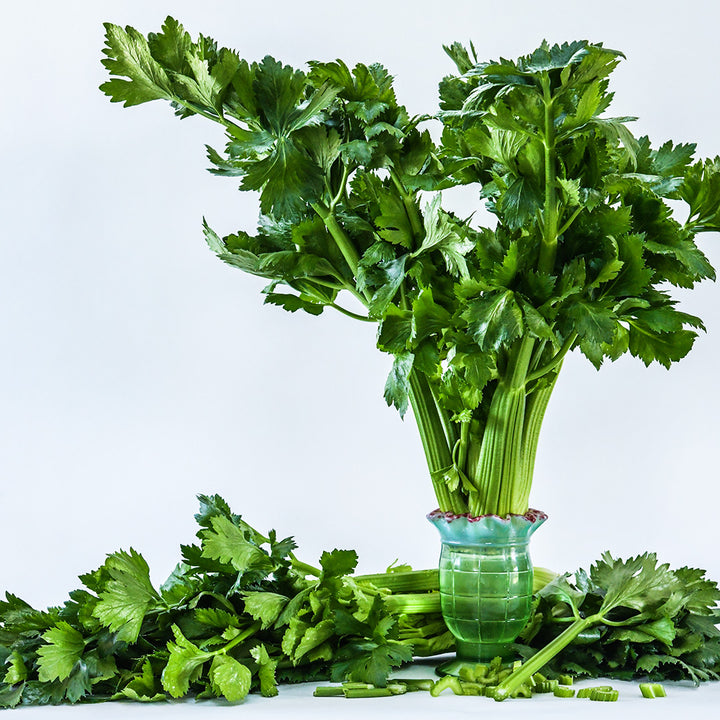 D'Elne Celery in a vintage celery vase surrounded by stalks on white background.