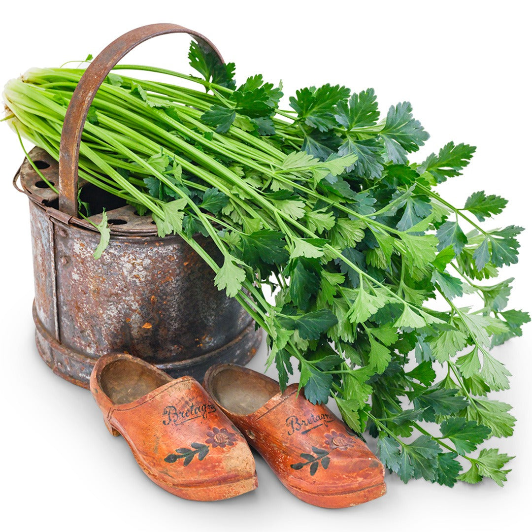 Amsterdam Celery in a tin bucket with Dutch shoes on a white background.