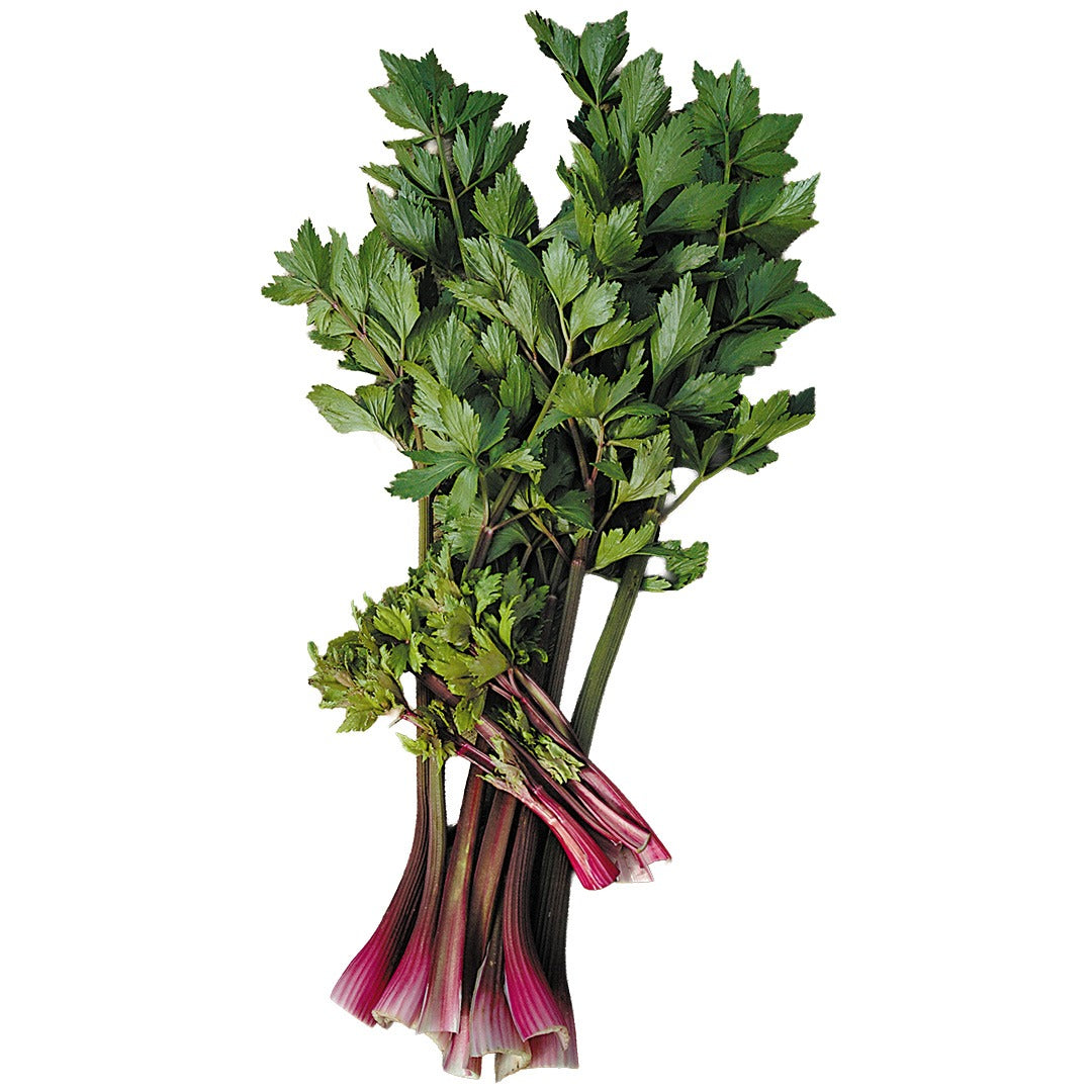 Giant Red Celery on a white background.