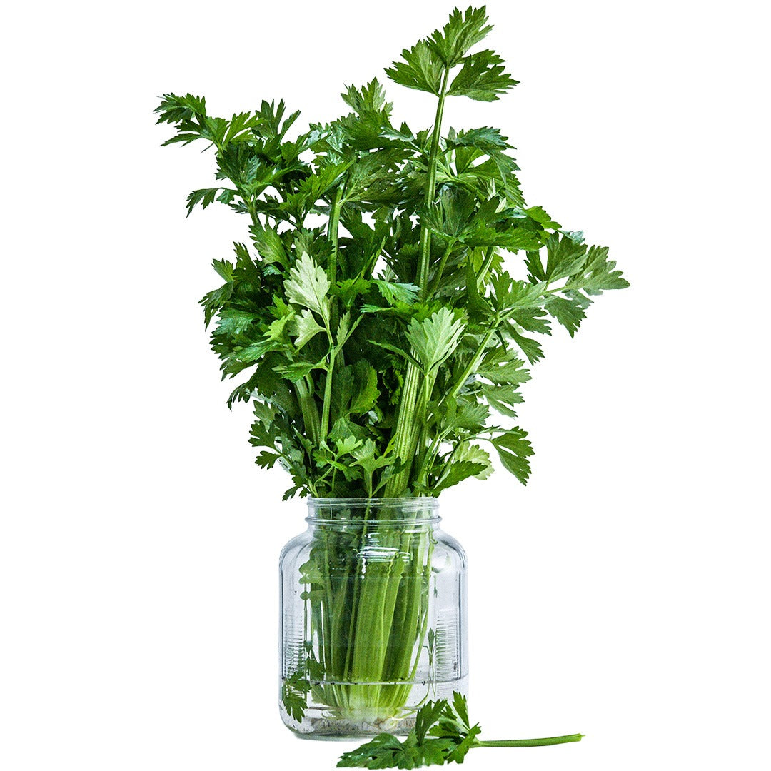 Utah Tall Celery in a glass vase on a white background.