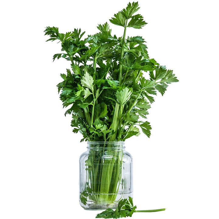 Utah Tall Celery in a glass vase on a white background.