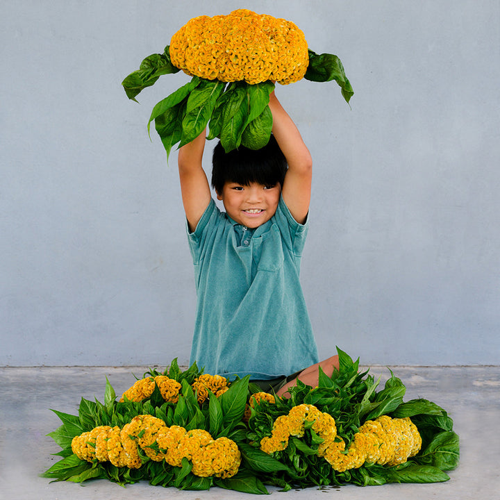A smiling little boy holds up some large Lightning Yellow Celosia flowers against a grey wall.