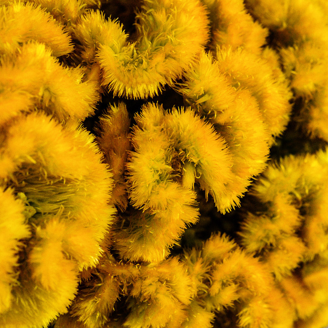 An extreme close-up macro view of Lightning Yellow Celosia.
