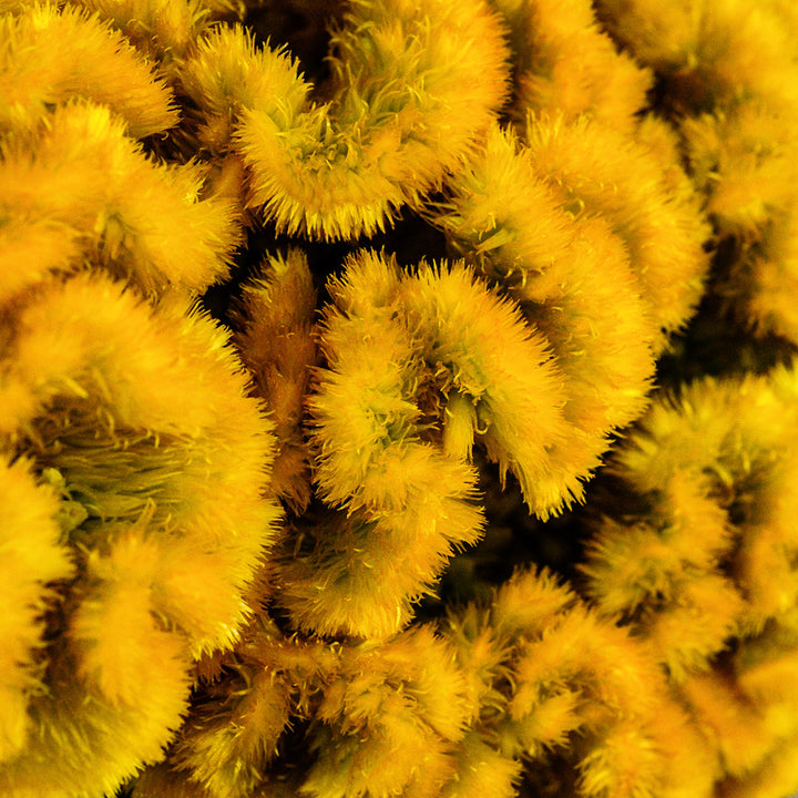 An extreme close-up macro view of Lightning Yellow Celosia.