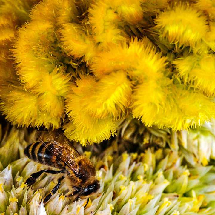 A close-up of a bee feasting on Lightning Yellow Celosia.