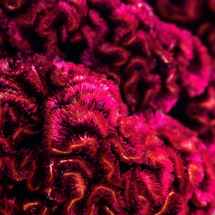 A close up detailed view of a Mad Magenta Celosia head.