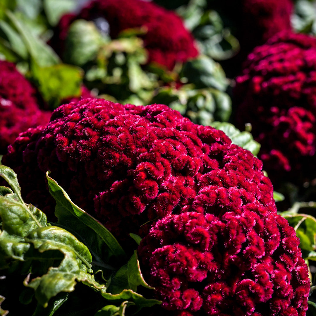Mad Magenta Celosia growing in the gardens at Baker Creek.