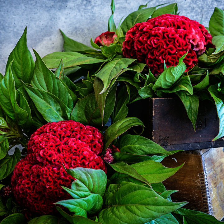 A pair of Orient #2 Dwarf Celosia plants in wooden boxes.