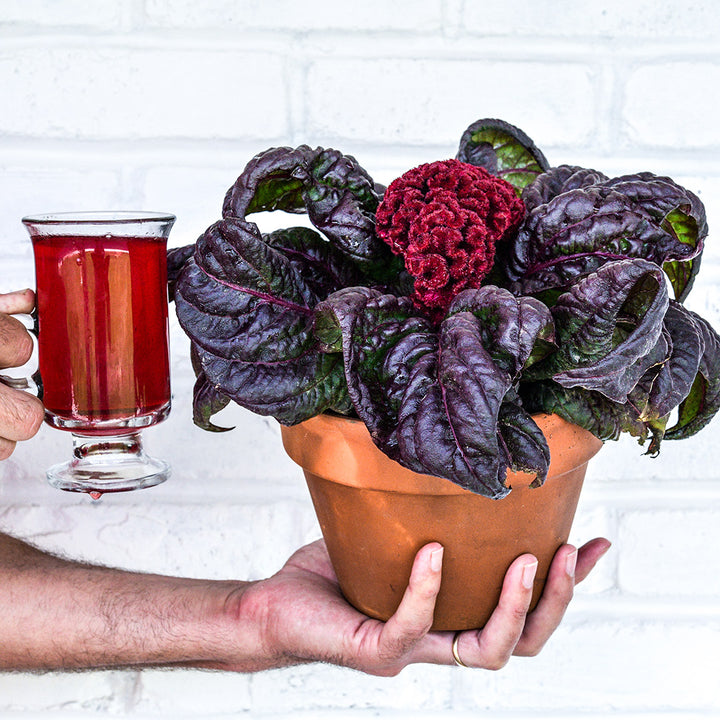 A man holding a Red Raven Cockscomb plant in a terra cotta pot with a cup of red celosia tea.