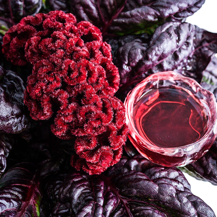 A close-up of a Red Raven Cockscomb Celosia bloom and foliage with a small cup of tea.