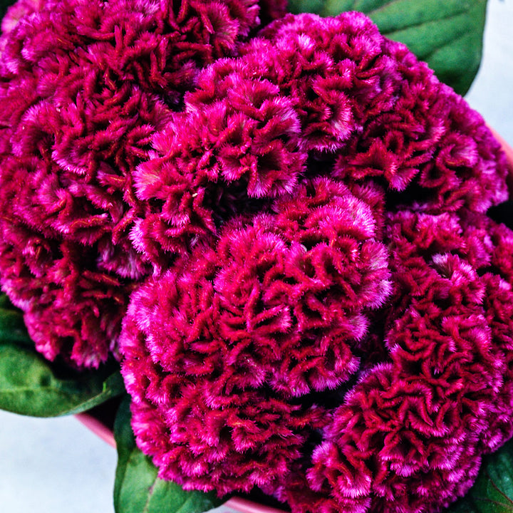 An overhead view of Think Pink Celosia with foliage.