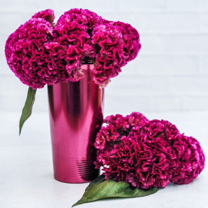 Think Pink Celosia flowers arranged in a pink vase on a white brick background.