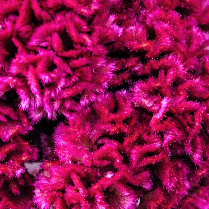 A close-up macro view of Think Pink Celosia flower.