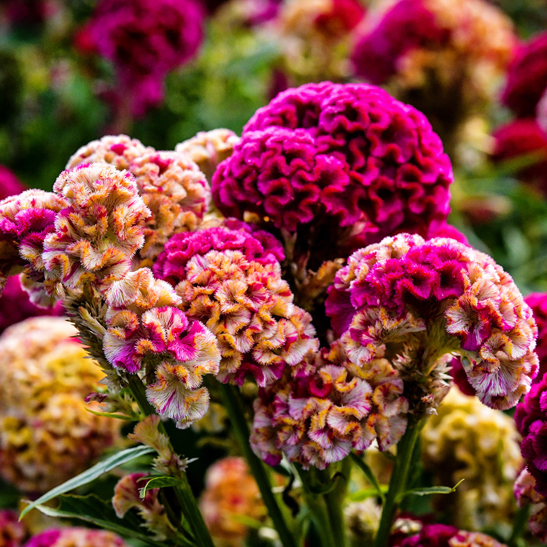 Variegated Cockscomb Celosia growing in the gardens at Baker Creek.