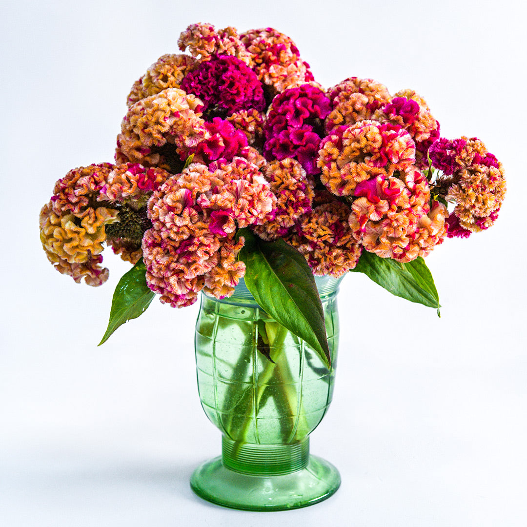 Variegated Cockscomb Celosia in a green vase on a white background.