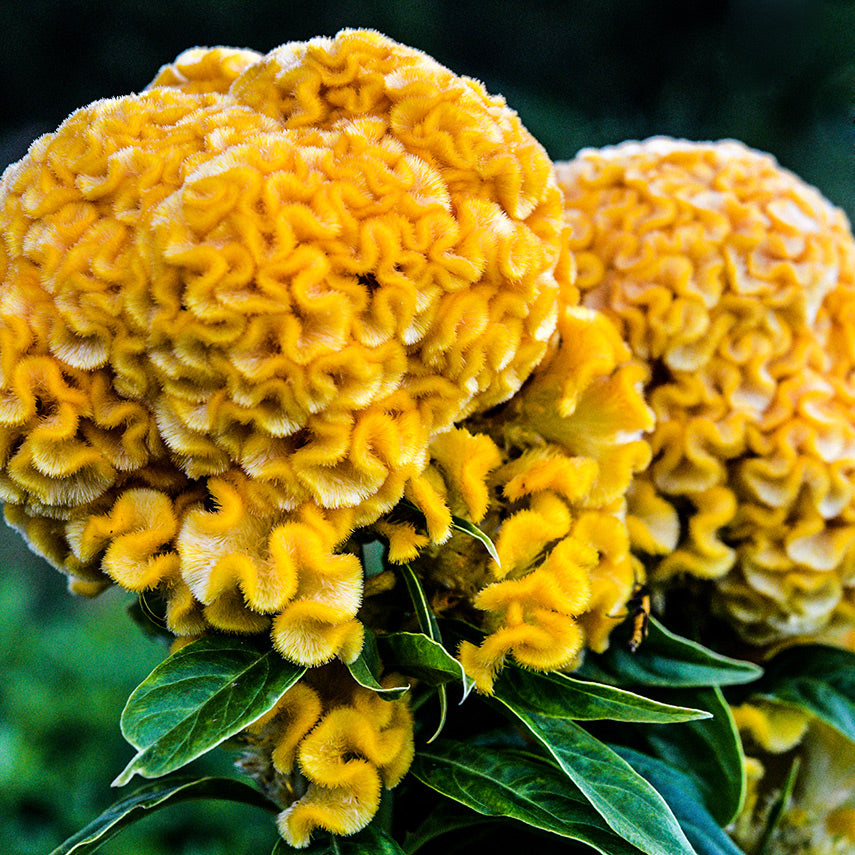 Yellow Queen Celosia flowers growing outside in the trial gardens at Baker Creek.