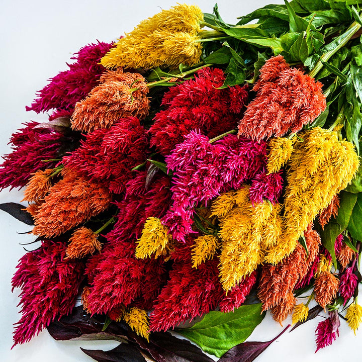 A bouquet of Eternity Mix Celosia on a white background.