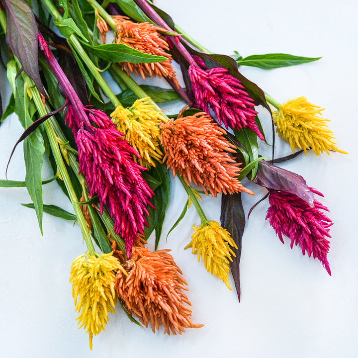 A close-up of Eternity Mix Celosia stems on white background.