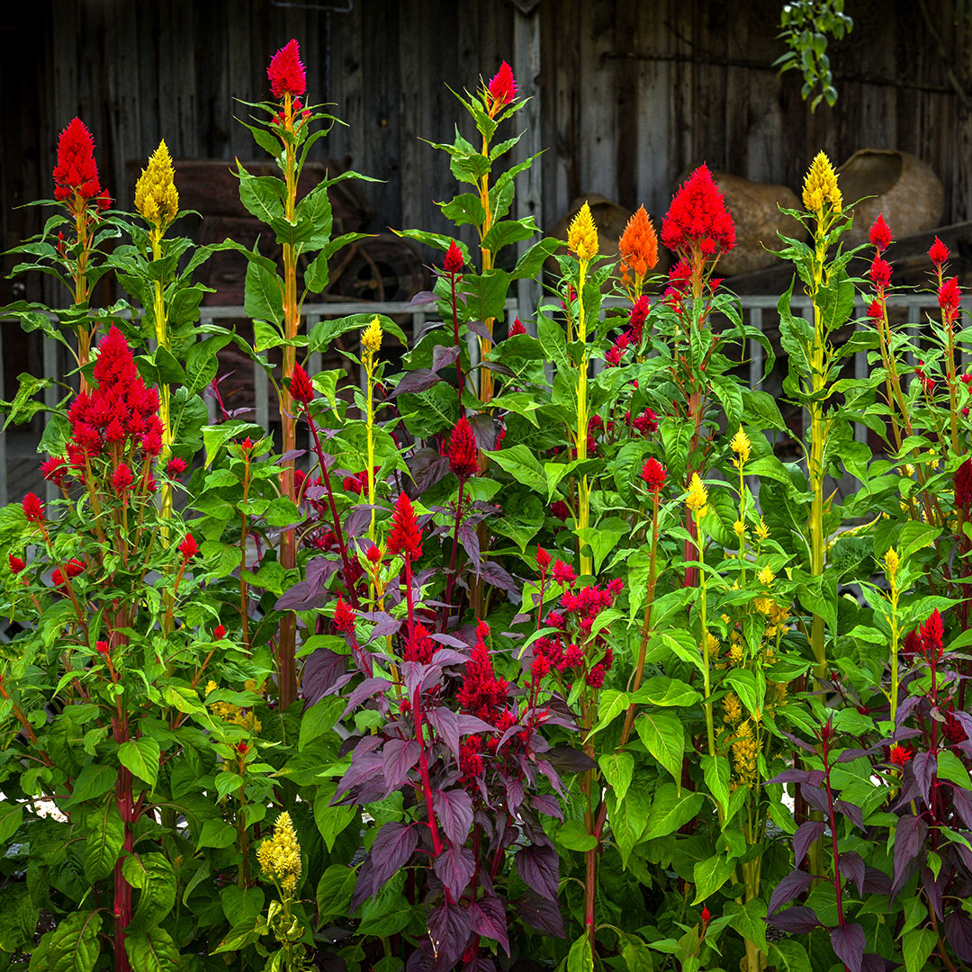 Celosia Seeds, Eternity Mix