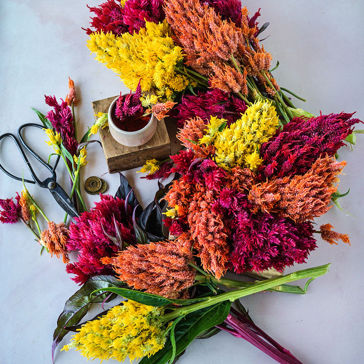 Eternity Mix Celosia arranged with celosia tea, garden clippers and old coins on a light background.