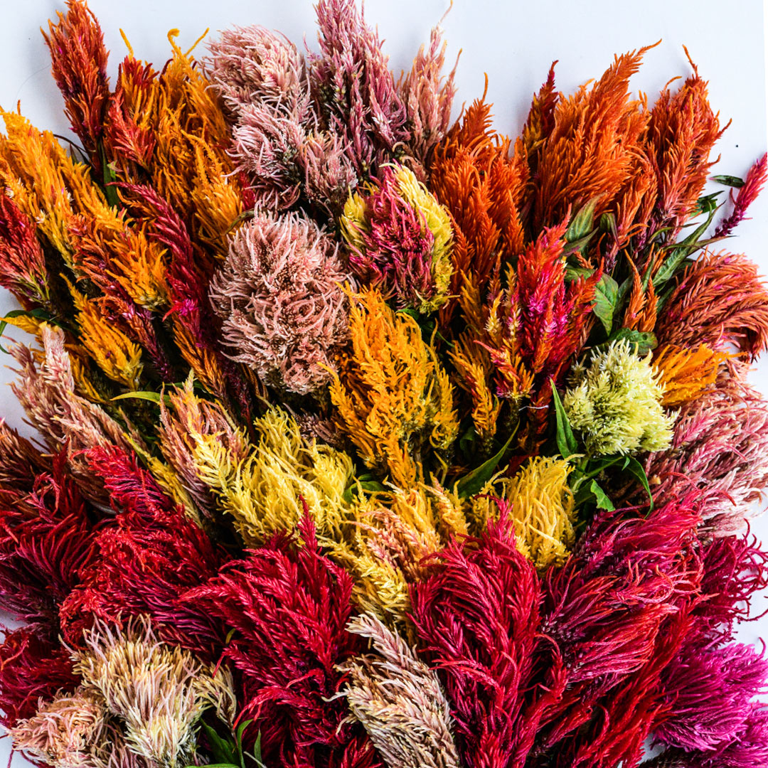 A close-up view of the variety of colors in the Autumn Glow Mix Celosia on a high key background.