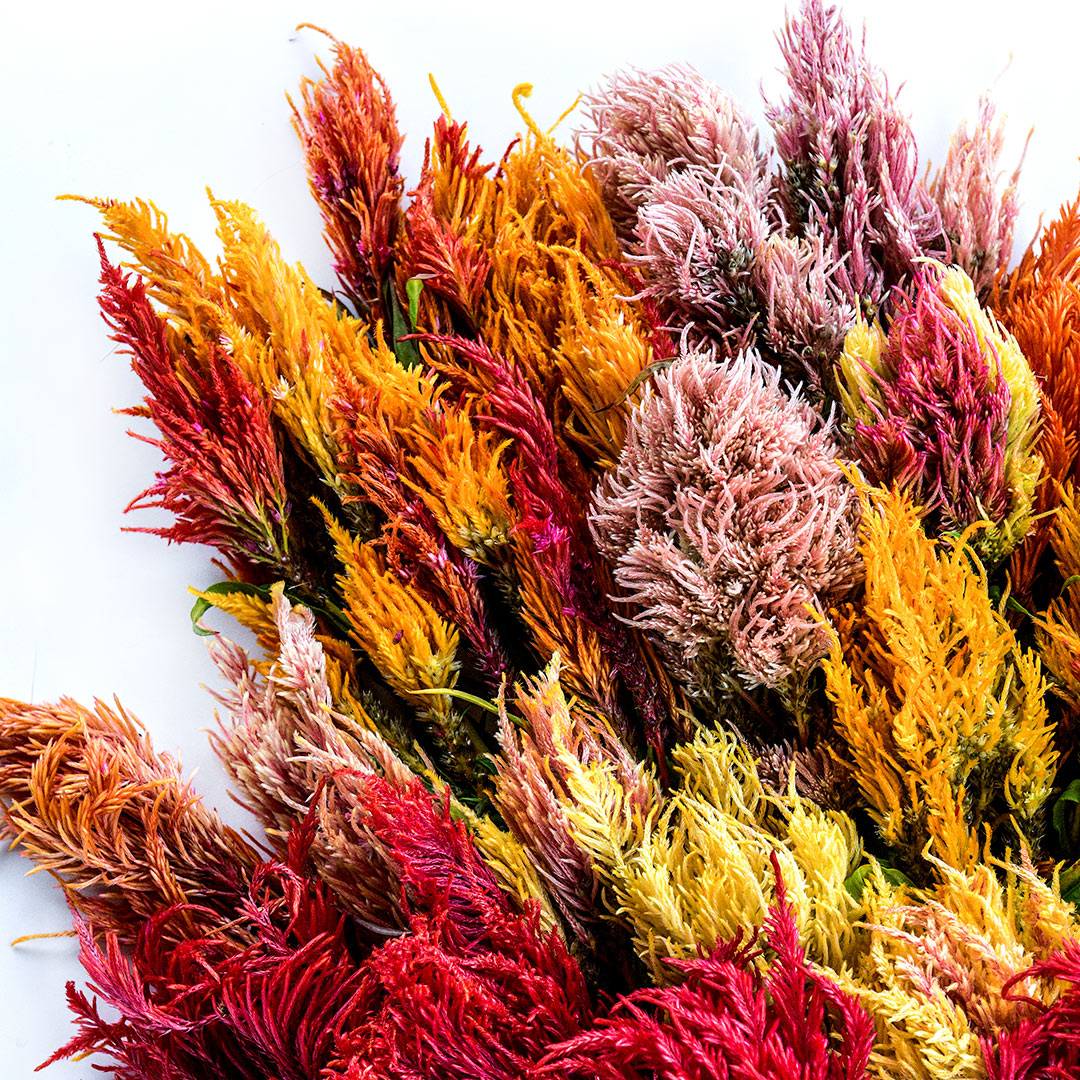 A close-up detailed view of Autumn Glow Mix Celosia on a white background.