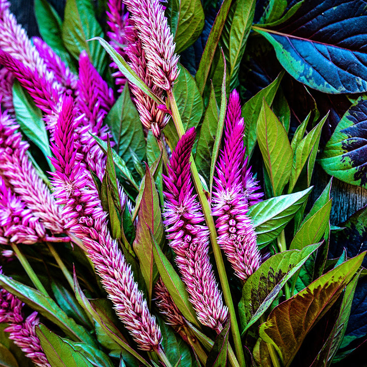 A close-up macro view of Lagos Spinach Celosia.