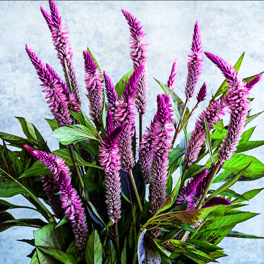 A zoomed in look at Lagos Spinach Celosia blooms and foliage in a vase against a light grey wall.