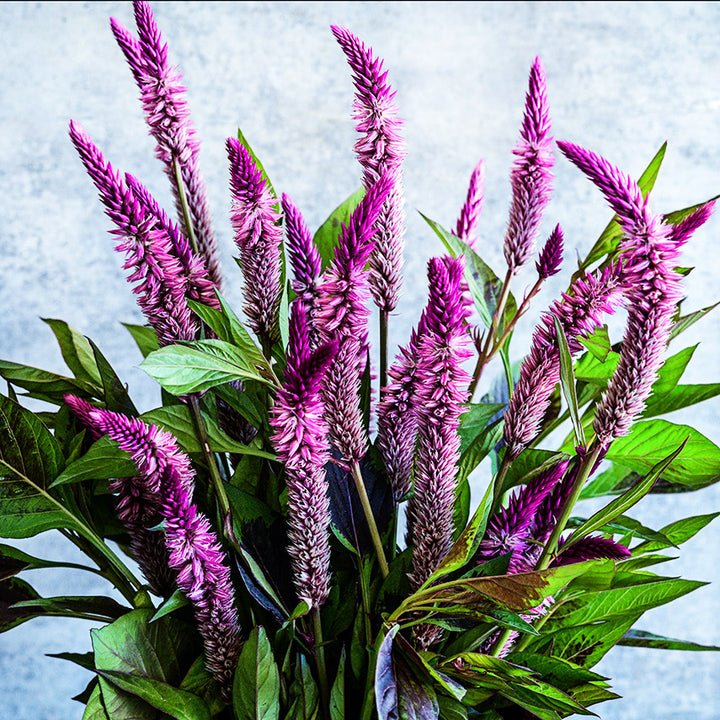 A zoomed in look at Lagos Spinach Celosia blooms and foliage in a vase against a light grey wall.
