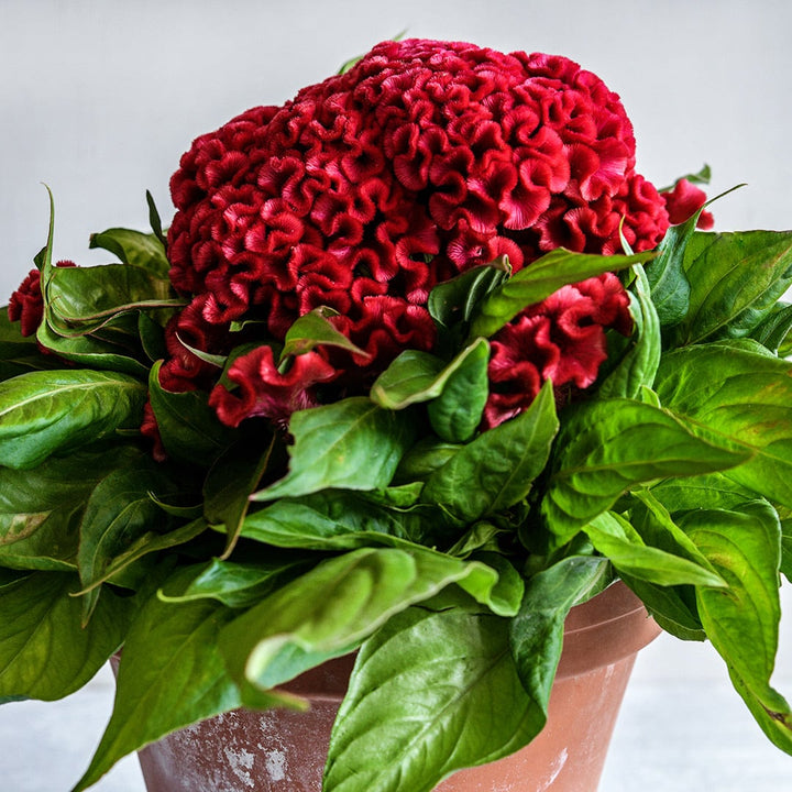 Orient #2 Dwarf Celosia in a terra cotta pot on a light grey background.