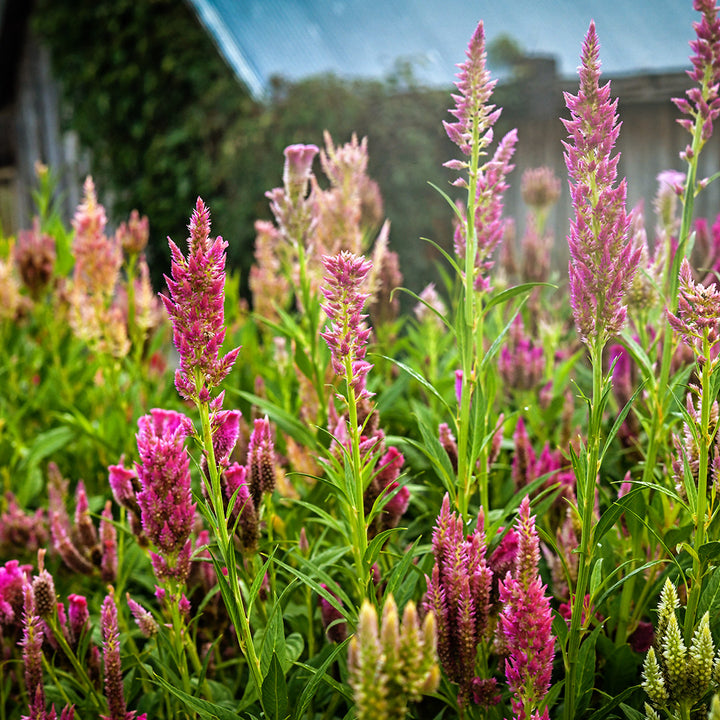 Rainbow Sherbet Mix Celosia growing the gardens at Baker Creek.