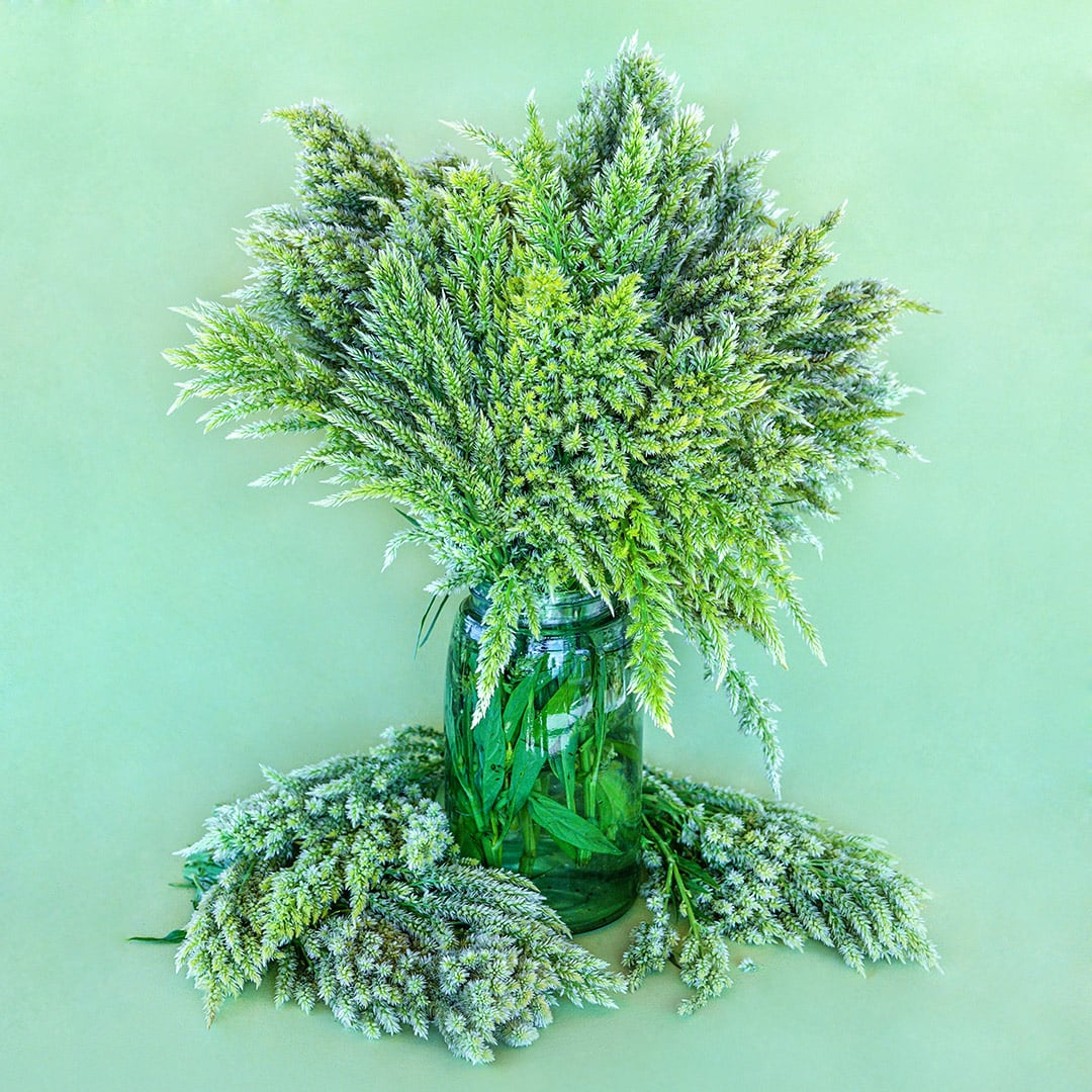 A green mason jar full of Green Sylphid Celosia against a green backdrop.