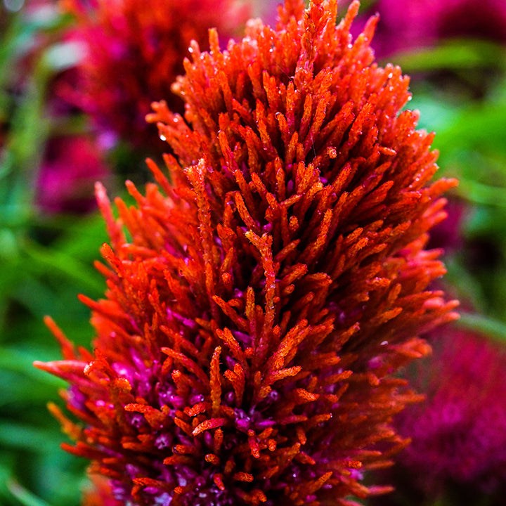 A close-up macro view of single Yachiyo Hiryu Celosia flower in the trial gardens at Baker Creek.