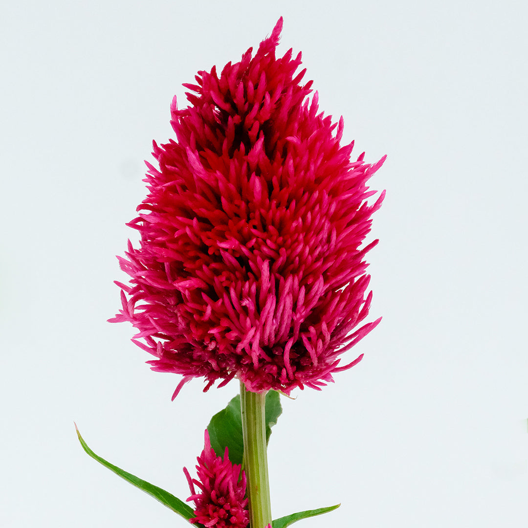 A single stem of Yachiyo Karyu Celosia on a white background.