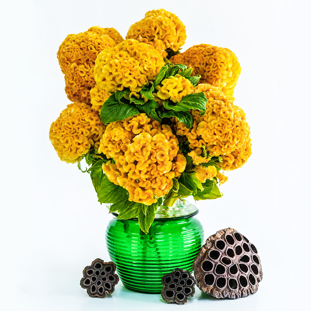 A floral arrangement of Yellow Queen Cockscomb in a green glass vase with dried lotus seed pods on white.