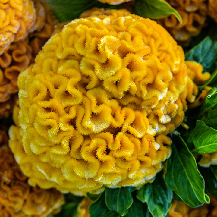 A close-up detail of Yellow Queen Cockscomb flower with foliage.