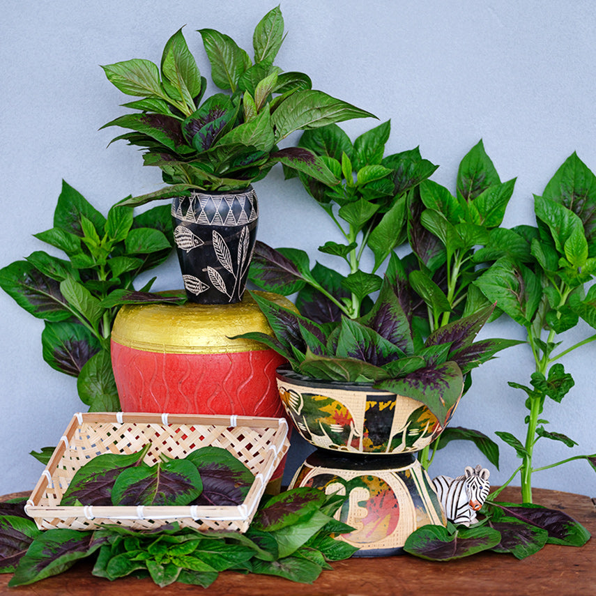 Bowls, vases and baskets full of Lagos Spinach Celosia leaves.