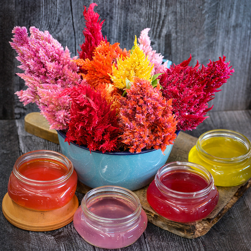 Plumosa Glorious Mix Celosia flowers in a bowl with celosia tea in small mason jars on grey wood.