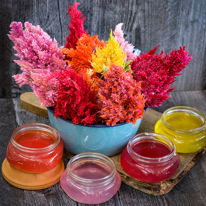 Plumosa Glorious Mix Celosia flowers in a bowl with celosia tea in small mason jars on grey wood.