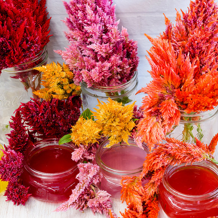 Plumosa Glorious Mix Celosia flowers in jars with celosia tea on light background.