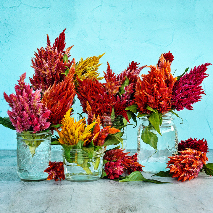 Plumosa Glorious Mix Celosia Flowers in mason jars against a light blue stucco wall.