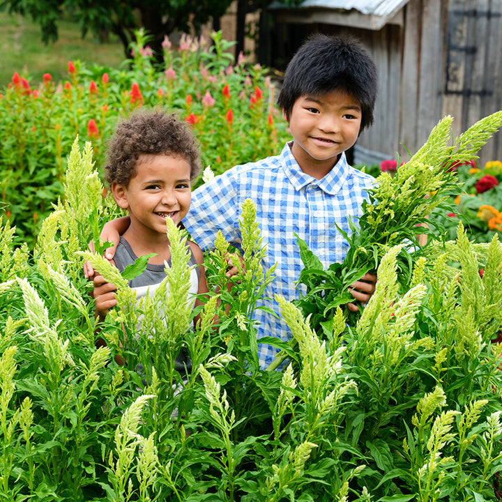 Two boys laughing in the Green Sylphid Celosia patch on the farm at Baker Creek.
