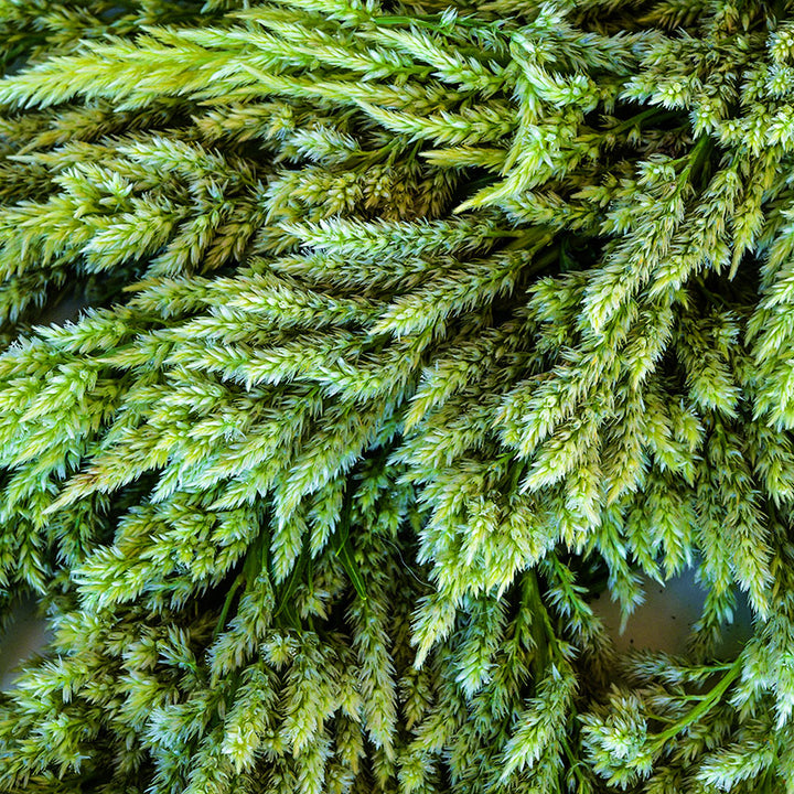 Close-up detailed view of Green Sylphid Celosia in soft ambient light.