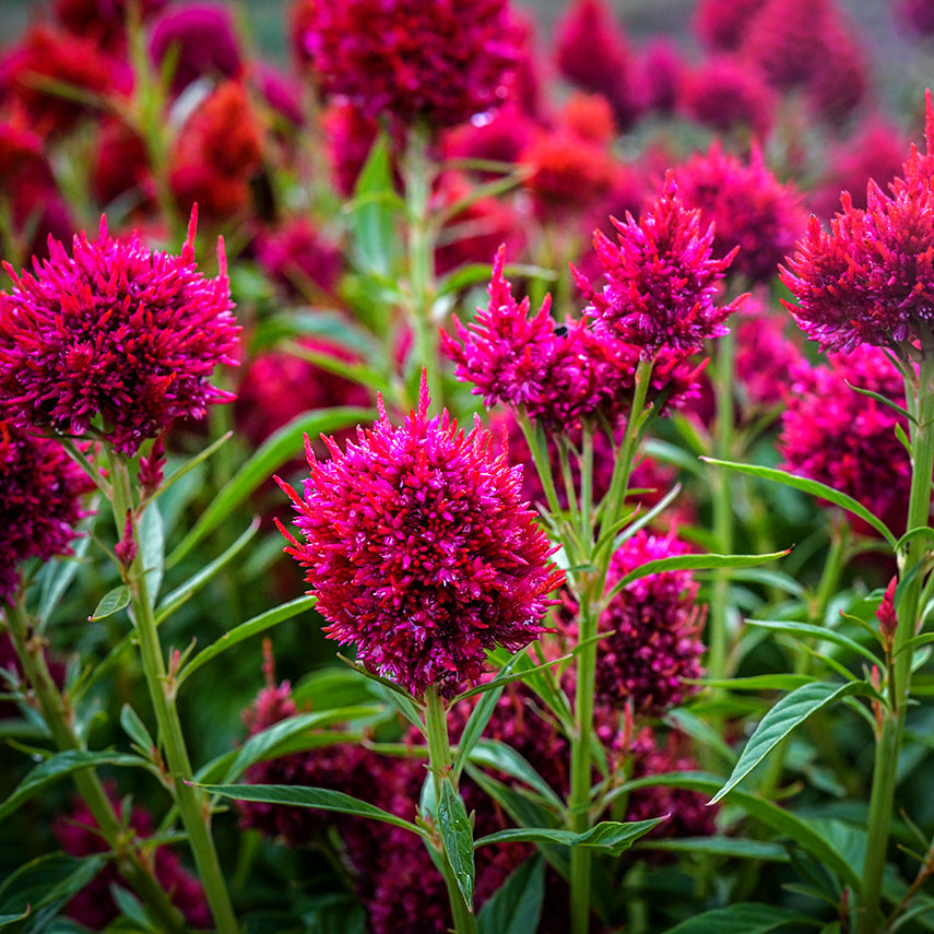 Yachiyo Hiryu Celosia growing in the trial gardens at Baker Creek in Mansfield, Missouri.